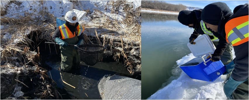 Fish Salvage and Habitat Monitoring Report